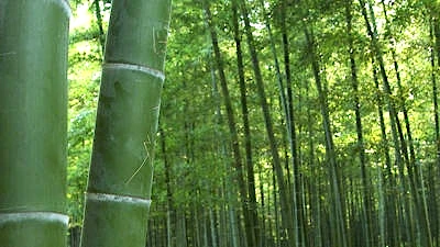  Bambus Wald