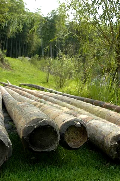 Bambus Wald