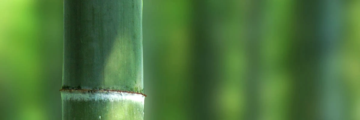 Bamboo as raw material for flooring and furniture panels