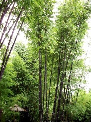 Parkett Boden Bambus